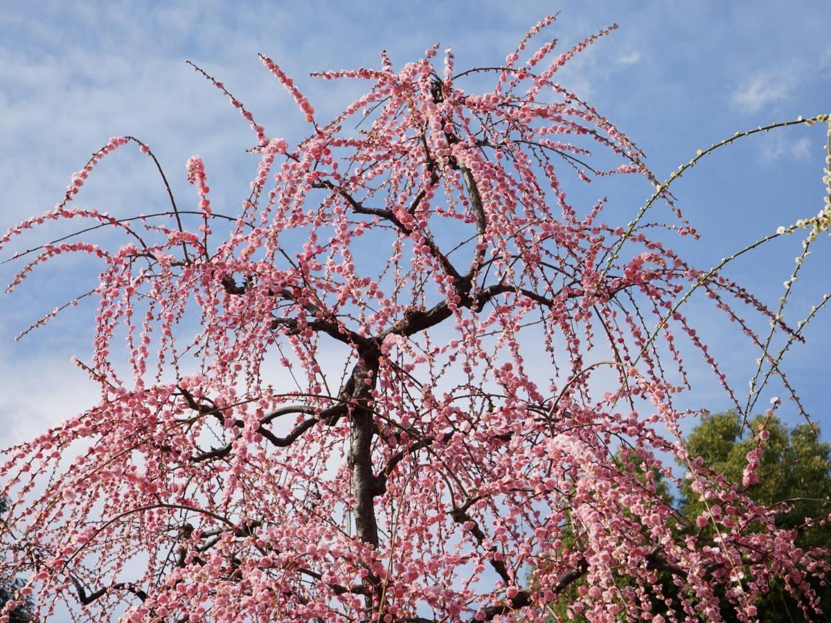 Japaning Senkyu Villa Kyoto Dış mekan fotoğraf