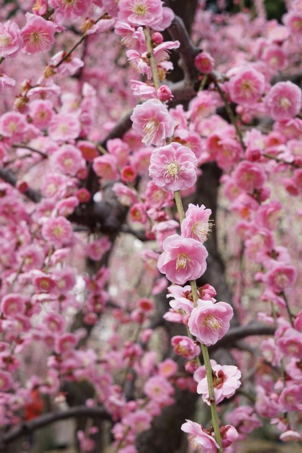 Japaning Senkyu Villa Kyoto Dış mekan fotoğraf